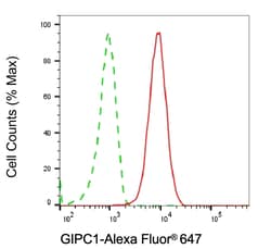 Invitrogen GIPC1 Monoclonal Antibody (24GB6645) 20 &mu;L; Unconjugated:Antibodies,