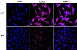 Invitrogen GIPC1 Monoclonal Antibody (24GB6645) 20 &mu;L; Unconjugated:Antibodies,