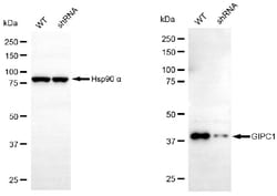 Invitrogen GIPC1 Monoclonal Antibody (24GB6645) 20 &mu;L; Unconjugated:Antibodies,
