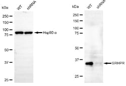 Invitrogen GRHPR Monoclonal Antibody (24GB6270) 100 &mu;L; Unconjugated:Antibodies,