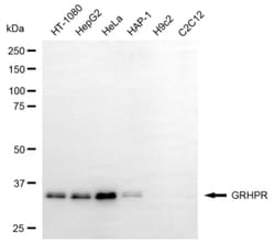 Invitrogen GRHPR Monoclonal Antibody (24GB6270) 100 &mu;L; Unconjugated:Antibodies,