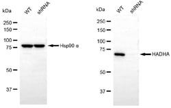 Invitrogen HADHA Monoclonal Antibody (24GB6655):Antibodies:Primary Antibodies