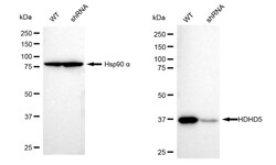 Invitrogen CECR5 Recombinant Rabbit Monoclonal Antibody (23GB6585) 100