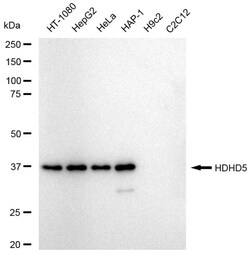 Invitrogen CECR5 Recombinant Rabbit Monoclonal Antibody (23GB6585):Antibodies:Primary