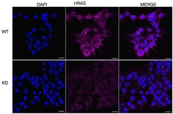 Invitrogen H-Ras Monoclonal Antibody (24GB5695) 20 &mu;L; Unconjugated:Antikörper