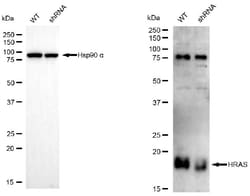 Invitrogen H-Ras Monoclonal Antibody (24GB5695) 20 &mu;L; Unconjugated:Antikörper