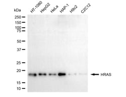 Invitrogen H-Ras Monoclonal Antibody (24GB5695) 20 &mu;L; Unconjugated:Antikörper