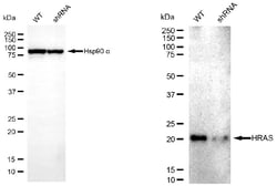 Invitrogen H-Ras Monoclonal Antibody (24GB5700) 20 &mu;L; Unconjugated:Antibodies,