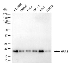 Invitrogen H-Ras Monoclonal Antibody (24GB5700) 20 &mu;L; Unconjugated:Antibodies,