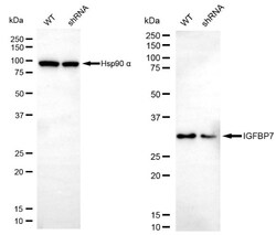 Invitrogen IGFBP7 Recombinant Rabbit Monoclonal Antibody (24GB4910) 100