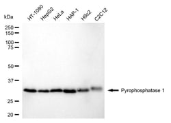 Invitrogen PPA1 Recombinant Rabbit Monoclonal Antibody (24GB1365) 20 &mu;L;