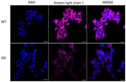 Invitrogen KLC1 Recombinant Rabbit Monoclonal Antibody (24GB6030) 100 &mu;L;