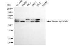 Invitrogen KLC1 Recombinant Rabbit Monoclonal Antibody (24GB6030):Antibodies:Primary