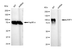 Invitrogen LAMP1 Monoclonal Antibody (24GB2795) 100 &mu;L; Unconjugated:Anticorps,