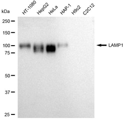Invitrogen LAMP1 Monoclonal Antibody (24GB2795) 100 &mu;L; Unconjugated:Anticorps,