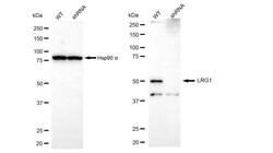 Invitrogen LRG1 Recombinant Rabbit Monoclonal Antibody (24GB545) 20 &mu;L;