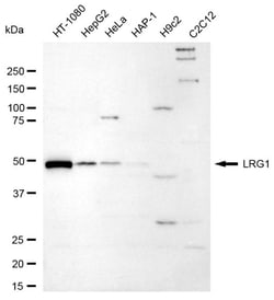 Invitrogen LRG1 Recombinant Rabbit Monoclonal Antibody (24GB545) 20 &mu;L;