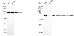 Invitrogen LTA4H Monoclonal Antibody (24GB5535) 20 &mu;L; Unconjugated:Antibodies,