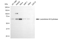Invitrogen LTA4H Monoclonal Antibody (24GB5535) 20 &mu;L; Unconjugated:Antibodies,