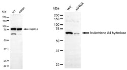 Invitrogen LTA4H Monoclonal Antibody (24GB5540):Antibodies:Primary Antibodies
