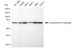 Invitrogen LTA4H Monoclonal Antibody (24GB5540) 100 &mu;L; Unconjugated:Antibodies,