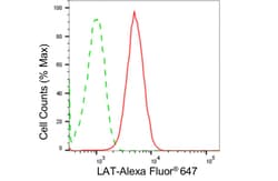 Invitrogen LAT Recombinant Rabbit Monoclonal Antibody (24GB4940) 20 &mu;L;