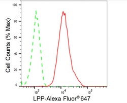 Invitrogen LPP Recombinant Rabbit Monoclonal Antibody (24GB05) 100 &mu;L;