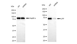 Invitrogen LPP Recombinant Rabbit Monoclonal Antibody (24GB05):Antibodies:Primary