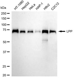 Invitrogen LPP Recombinant Rabbit Monoclonal Antibody (24GB05) 100 &mu;L;