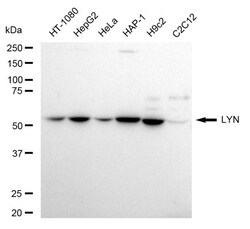 Invitrogen Lyn Recombinant Rabbit Monoclonal Antibody (24GB720) 100 &mu;L;