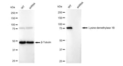 Invitrogen KDM1B Recombinant Rabbit Monoclonal Antibody (23GB6265) 20 &mu;L;