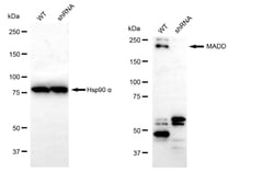 Invitrogen MADD Recombinant Rabbit Monoclonal Antibody (24GB110) 100 &mu;L;