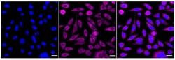 Invitrogen MEKK2 Recombinant Rabbit Monoclonal Antibody (24GB260):Antibodies:Primary