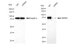 Invitrogen MEKK2 Recombinant Rabbit Monoclonal Antibody (24GB260) 100 &mu;L;