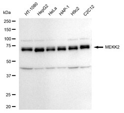 Invitrogen MEKK2 Recombinant Rabbit Monoclonal Antibody (24GB260) 100 &mu;L;