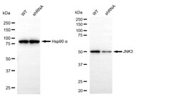 Invitrogen JNK3 Recombinant Rabbit Monoclonal Antibody (24GB320) 100 &mu;L;
