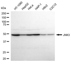 Invitrogen JNK3 Recombinant Rabbit Monoclonal Antibody (24GB320) 100 &mu;L;