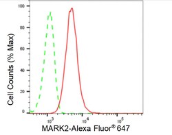 Invitrogen MARK2 Recombinant Rabbit Monoclonal Antibody (24GB675):Antibodies:Primary