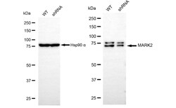 Invitrogen MARK2 Recombinant Rabbit Monoclonal Antibody (24GB675):Antibodies:Primary