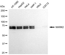 Invitrogen MARK2 Recombinant Rabbit Monoclonal Antibody (24GB675) 20 &mu;L;