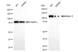 Invitrogen MATR3 Recombinant Rabbit Monoclonal Antibody (24GB535) 100 &mu;L;