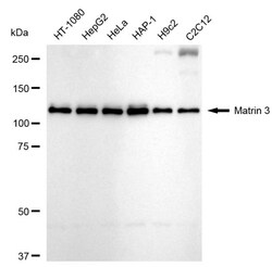 Invitrogen MATR3 Recombinant Rabbit Monoclonal Antibody (24GB535) 100 &mu;L;