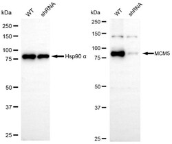 Invitrogen MCM5 Recombinant Rabbit Monoclonal Antibody (24GB4965) 20 &mu;L;