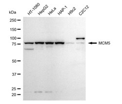 Invitrogen MCM5 Recombinant Rabbit Monoclonal Antibody (24GB4965) 20 &mu;L;