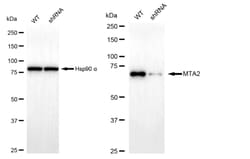 Invitrogen MTA2 Recombinant Rabbit Monoclonal Antibody (24GB400) 100 &mu;L;