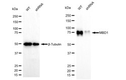 Invitrogen MBD1 Recombinant Rabbit Monoclonal Antibody (24GB405) 100 &mu;L;