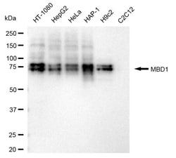 Invitrogen MBD1 Recombinant Rabbit Monoclonal Antibody (24GB405) 100 &mu;L;