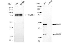 Invitrogen MBD2 Recombinant Rabbit Monoclonal Antibody (24GB460):Antibodies:Primary