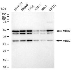 Invitrogen MBD2 Recombinant Rabbit Monoclonal Antibody (24GB460) 100 &mu;L;
