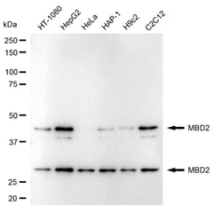 Invitrogen MBD2 Recombinant Rabbit Monoclonal Antibody (24GB4570) 20 &mu;L;